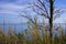 Panoramic view of the Mediterranean Sea from a field with trees, plants and ears of wheat Marche, Italy