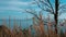 Panoramic view of the Mediterranean Sea from a field with trees, plants and ears of wheat Marche, Italy