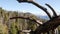 Panoramic view from Moro Rock in Sequoia forest national park, Northern California, USA. Overlooking old-growth woodland