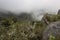 Panoramic view from a mountain top of andean forest with endemic vegetation