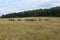 Panoramic view on the mountains of forests and fields. The herd of horses. Beautiful sky. Beautiful summer landscape.