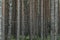 Panoramic view of the mysterious pine forest. Tree trunks close-up.