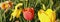 Panoramic view of narcissus and tulip