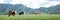 Panoramic view of natural pasture of cows on green meadows in mountains