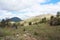 Panoramic view with old rural houses from the beautiful green plateau of Zabljak mountain