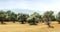 Panoramic view of Olive field for 59 Seconds 4K footage.