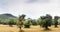 Panoramic view of Olive field for 59 Seconds 4K footage.