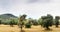 Panoramic view of Olive field for 59 Seconds 4K footage.