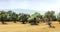 Panoramic view of Olive field for 59 Seconds 4K footage.