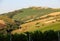 Panoramic view of olive groves, vineyards and farms on rolling hills of Abruzzo.