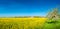 Panoramic view over beautiful farm landscape of rapeseed yellow field and white cherry tree aka in Spring