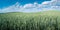 Panoramic view over beautiful green farm landscape with light and shadow waves at growing wheat field in Germany with clouds in