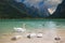 Panoramic view over the Toblacher Lake Lago di Dobbiaco with elegant swan and Dolomites mountain summits