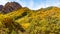 Panoramic view of overgrown mountain slope