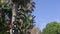 Panoramic view of the palm tree and a small waterfall in the park in the summer