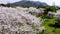 A panoramic view of a park where white cherry blossom are growing