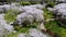 A panoramic view of a park where white cherry blossom are growing