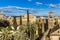 Panoramic view of a part of the city of Cordoba with palm trees and a tower of a church