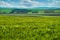 panoramic view of patchwork plots of land from the side of a green field of winter wheat in early spring