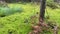 Panoramic view of the picturesque forest swamp with trees, moss and aquatic plants