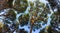 Panoramic view of Pines crown with clear crown shyness