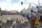 Panoramic view of the Plaza de Cibeles in Madrid with hundreds of sheep and goats passing through it. Hundreds of people congregat