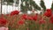 Panoramic view of poppies and rows of young poplars