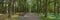 panoramic view of the public city park with a bench on the edge of a neat shady alley lined with tall trees