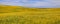 Panoramic view of rapeseed fields in Palouse, Washington state