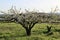 Panoramic view of the rebirth of the fruiting world of cherry trees.