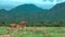 Panoramic view with resting cows on a pasture, tropical hills in the background on a cloudy day. Bali, Indonesia.