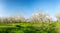 Panoramic view - Rows of beautifully blossoming in white cherry trees on a green lawn in spring