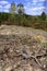 Panoramic view of sandy forest meadows with storm destructions in summer season in central Poland mazovian plateaus near Warsaw