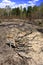 Panoramic view of sandy forest meadows with storm destructions in summer season in central Poland mazovian plateaus near Warsaw