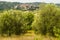 Panoramic view of Seggiano, in Tuscany