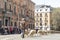 Panoramic view of the sheep passing through the main street of Madrid. The shepherd is on his back directing the flock. The sheep