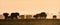 Panoramic view of silhouettes of elephants at sunset
