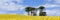 Panoramic view of small clump of trees in field of bright yellow flowers of Rapeseed Brassica napus