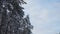 Panoramic view of snowy trees foliage to treetops during winter