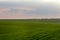 Panoramic view of the spring landscape, a field of green seedlings of winter wheat and the colorful sky at sunset.
