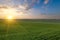 Panoramic view of the spring landscape, a field of green seedlings of winter wheat and the colorful sky at sunset.