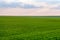 Panoramic view of the spring landscape, a field of green seedlings of winter wheat and the colorful sky at sunset.