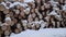 Panoramic view of stack of logs covered in snow on winter day
