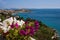 Panoramic view of Stara Baska sea and flowers - Krk - Croatia
