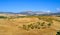 Panoramic View Of Summer Andalusian Lanscape Near Ronda, Province Of Malaga, Spain
