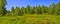 Panoramic view of summer landscape with blossoming forest glade