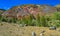 Panoramic view of summer landscape with blossoming forest glade