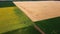 Panoramic view sunflower field, big yellow wheat field and fields with other