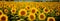 Panoramic view of a sunflower field, a stunning backdrop in natures gallery
