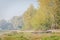 Panoramic view of the swampy shore with the morning mist